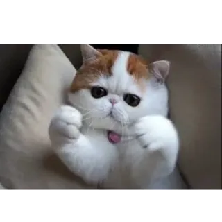 😺 gato, lindo, animal, divertido, Exotic Shorthair telegram sticker