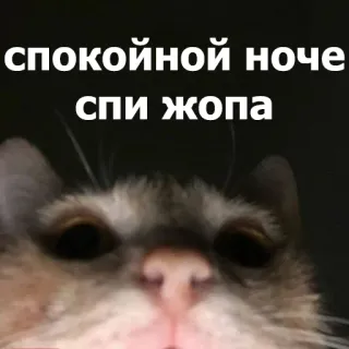 😴 спокойной ноче спи жопа แมว, นอนหลับ, รัสเซีย, หยาบคาย, สัตว์, มีม telegram sticker