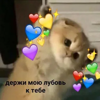 🩹 держи мою любовь к тебе Katze, Liebe, Herzen, süß whatsapp sticker
