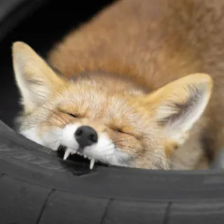 🦊 whatsapp sticker