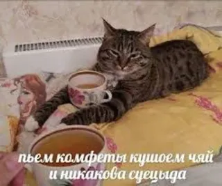 🍬 пьем комфеты кушоем чай и никакова суецыда kot, herbata, relaks, rosyjski, mem, picie, komfort whatsapp sticker