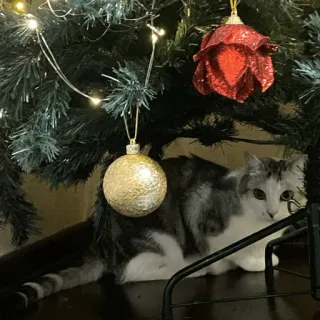 🎁 chat, sapin de Noël, ornement, animal de compagnie, animal, fête whatsapp sticker