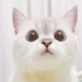 🐈 猫, 子猫, 可愛い, ペット, 動物, 飼い猫 whatsapp sticker
