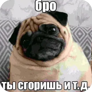 🫥 pug бро ты сгоришь и т.д. pug, dog, funny, meme, bro, cynical telegram sticker