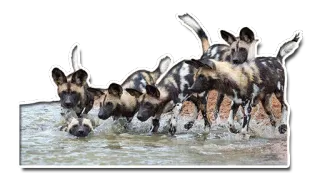 🐟 psy, dzikie psy, likaony, zwierzęta, dzika przyroda, natura telegram sticker