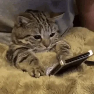 😐 cat, animal, phone, tablet, pet, mammal telegram sticker