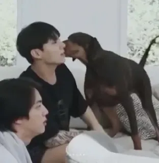 😚 개, 애완 동물, 사람들, 실내, 우정, 애정 whatsapp sticker