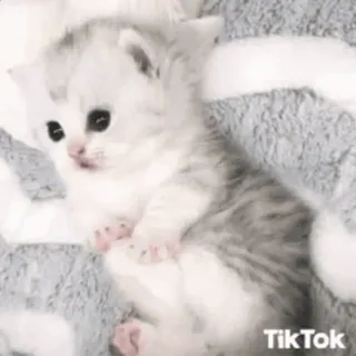 🤭 TikTok котёнок, кошка, животное, милый, TikTok whatsapp sticker