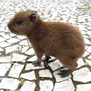 😆 kapibara, zwierzę, gryzoń, ssak, dzika przyroda, słodki telegram sticker