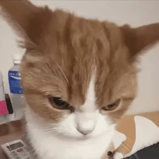😡 gatto, arrabbiato, meme, animale, animale domestico, felino whatsapp sticker