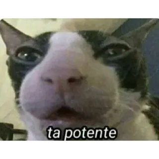😯 ta potente chat, mème, drôle, animal telegram sticker
