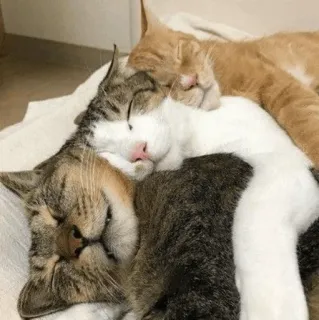 😴 gatti, dormire, animali, carini, gattini, animali domestici telegram sticker