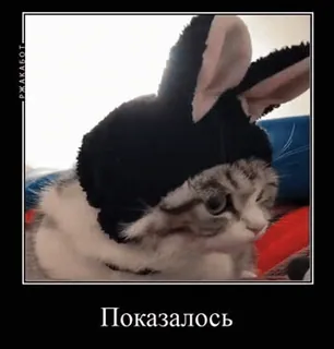 🧐 Показалось gato, orelhas de coelho, meme, russo, animal telegram sticker