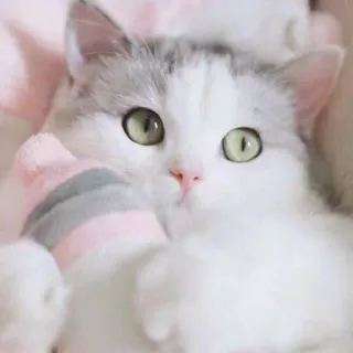 🍼 кот, котенок, домашнее животное, милый, животное, домашняя кошка, кошачий telegram sticker