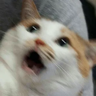 😹 고양이, 놀란, 무서워, 웃긴, 밈, 동물, 충격 telegram sticker