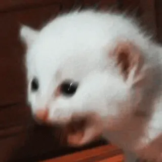 🥺 子猫, 猫, 動物, 可愛い, ペット, 白, 小さい telegram sticker
