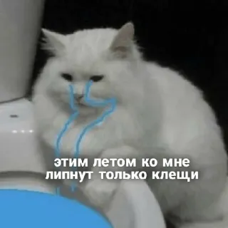 🥲 этим летом ко мне липнут только клещи แมว, มีม, รัสเซีย, ข้อความ, สติกเกอร์, สัตว์ telegram sticker