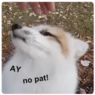 😠 AY no pat! fox, pet, animal, cute, funny, dog, meme telegram sticker
