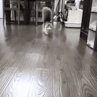 🐈 кот, домашнее животное, питомец, прогулка, в помещении, деревянный пол telegram sticker