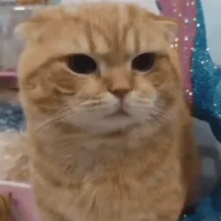 🐾 Katze, Tier, Haustier, süß, Hauskatze, Katzenartig telegram sticker