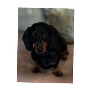 🐶 dog, dachshund, pet, animal, cute, puppy telegram sticker