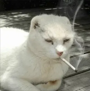 😑 smoking cat whatsapp sticker