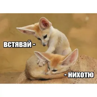 🙊 ВСТАВАЙ - НИХОЧУ fennec, carino, animali, divertente, meme whatsapp sticker