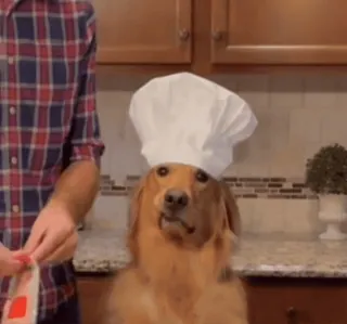🐶 chien, chef, cuisine, animal de compagnie, golden retriever, mignon, animal, chapeau whatsapp sticker