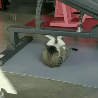 💪 cat, animal, gym, exercise, funny, cute, kitten telegram sticker