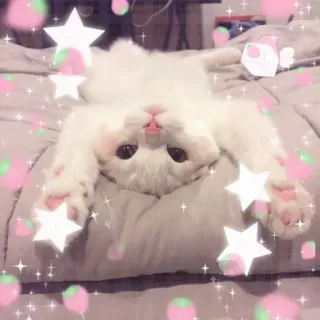🌸 猫, 可愛い, 子猫, ペット, 星 telegram sticker