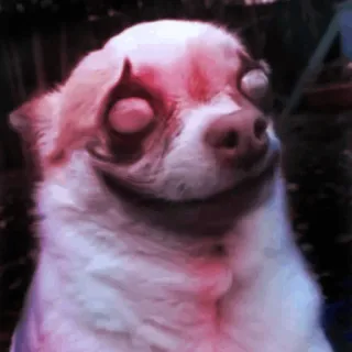 😈 dog, chihuahua, creepy, animal, pet, scary telegram sticker