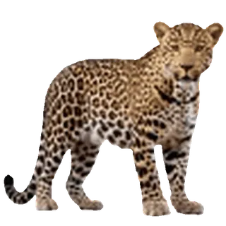 leopard ➜ @emoji1 telegram emojis 🤩