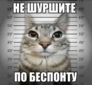 🤫 НЕ ШУРШИТЕ
ПО БЕСПОНТУ chat, arrêté, drôle, mème, photo d'identité judiciaire, blague, russe telegram sticker