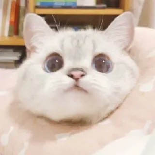 🥢 cat, cute, animal, kitten, pet, eyes telegram sticker
