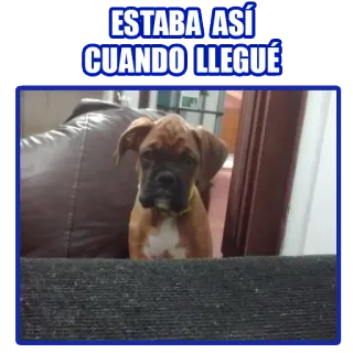 👀 ESTABA ASÍ CUANDO LLEGUÉ dog, pet, boxer dog, animal, puppy telegram sticker