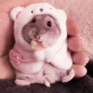 🤏 hamster, animal, cute, pet, rodent, kawaii, bear, costume telegram sticker