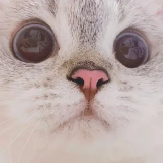 🧸 gatto, animale, animale domestico, carino, gattino, domestico, felino telegram sticker