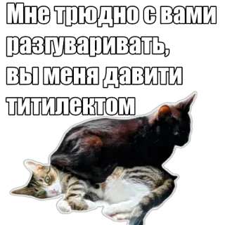 ☺️ Мне трудно с вами разгуваривать, вы меня давите титилектом cat, meme, funny, russian, animals telegram sticker