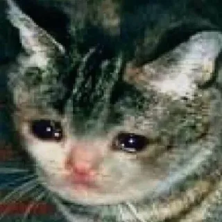 😢 кот, грустный, плачущий, мем, животное, питомец telegram sticker