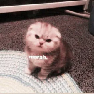 🌷 marah. Katze, Kätzchen, wütend, wütend, Haustier telegram sticker