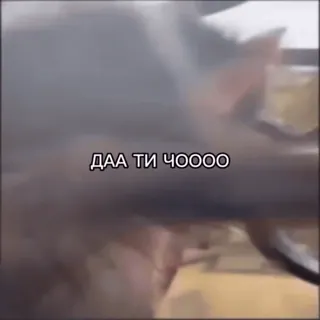 😨 ДАА ТИ ЧОООО whatsapp sticker