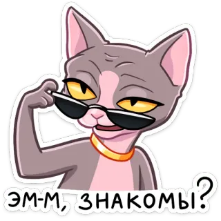 😎 Эм-м, знакомы? Katze, Sonnenbrille, Sphynx, Lustig, Frage, Gruß, Tier whatsapp sticker