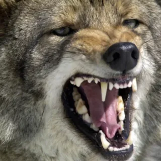 😡 coyote, animal, aggressive, snarling, wildlife, mammal, fangs, predator telegram sticker