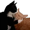 🐱