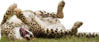 😙 cheetah, animal, wildlife, cat, spots whatsapp sticker
