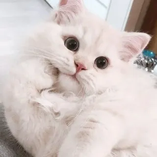 🖇 gato, gato blanco, lindo, animal, mascota, animal doméstico whatsapp sticker