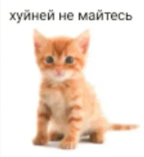 🐈 хуйней не майтесь chat, chaton, drôle, humour telegram sticker