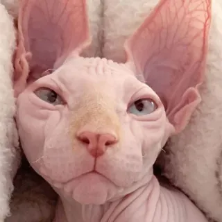 ☹️ gatto, sphynx, senza pelo, animale, animale domestico telegram sticker