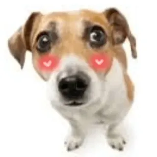 собаки нахуй telegram stickers