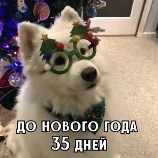 🎄 ДО НОВОГО ГОДА 35 дней chien, noël, nouvel an, festif, lunettes, hiver, fêtes whatsapp sticker